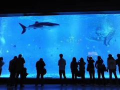 -烟台海昌鲸鲨海洋公园