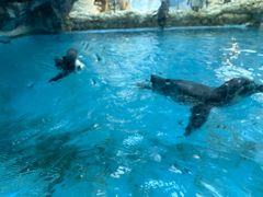 -帝企鹅自助餐厅•儿童岛•真企鹅(长隆企鹅酒店)