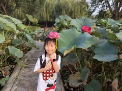 -白洋淀景区