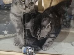 -藏猫猫咖啡主题馆(中央大道店)