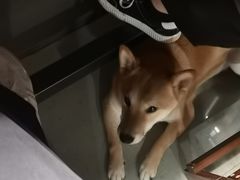 -柚下次·关东煮
