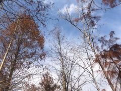 -合肥滨湖国家森林公园