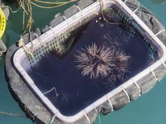 -三亚西岛海洋文化旅游区