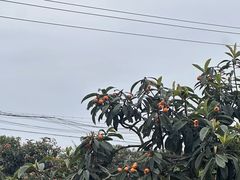 -桃源山庄·水蜜桃采摘·柴火鸡·烧烤团建(龙泉山店)