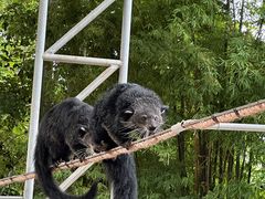 -清迈夜间动物园