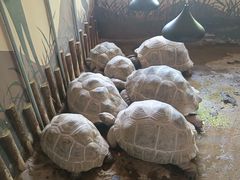 -辛玛王国游乐园