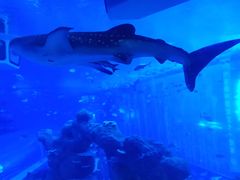 -成都浩海立方海洋公园