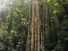 -莫里热带雨林景区