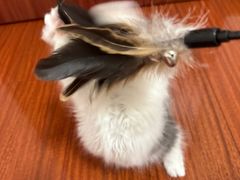 -momokira米努特·德文卷毛猫·棉花面纱犬