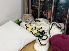 -宠颐生宠物医院外科·内科·皮肤科·影像科(石龙店)