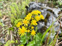 -武陵山森林公园