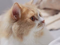 -猫大福·Fortune Cat猫舍(百子湾店)