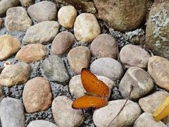 -亚龙湾热带天堂森林公园