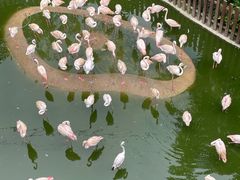 -新加坡飞禽公园