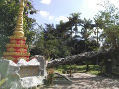 -瑞丽独树成林风景区