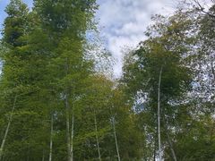 -上海佘山国家森林公园天马山园