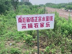 -南汇新场正宗水蜜桃采摘
