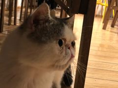 -Cappucimeow猫咪咖啡馆(韦伯时代店)