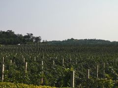 -北京张裕爱斐堡酒庄