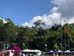 -西双版纳原始森林公园