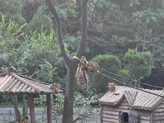 -上海野生动物园