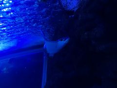 -江和美海洋公园