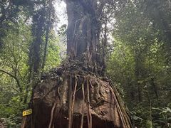 -莫里热带雨林景区