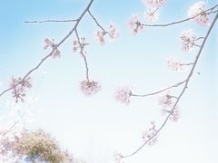 -高东镇樱花园