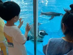 -帝企鹅自助餐厅•儿童岛•真企鹅(长隆企鹅酒店)