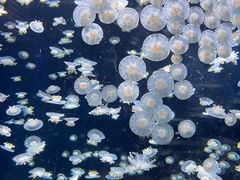 -太平洋海底世界