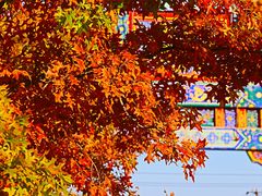 -北京西山国家森林公园