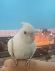 -Moni星球萌宠·小马宝莉·灵蛇·高端高阶全萌宠互动体验俱乐部(红豆国际广场店)