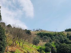 -新建村梅花