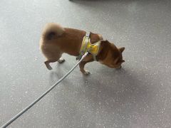 -心仪动物医院·牙专科·肿瘤·心脏科(西客站院)