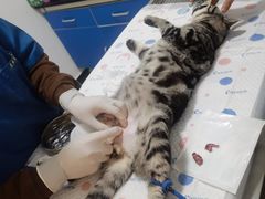 -灵美宠物诊所