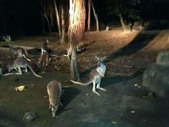 -清迈夜间动物园