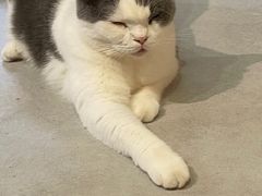 -Heymao猫咖.咖啡厅(东门店)