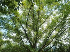 -西湖风景区-江洋畈生态公园