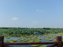-荷塘月色湿地公园·向阳花洲