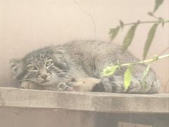-青藏高原野生动物园