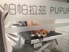 -帕帕拉兹宠物(亚洲旗舰店)