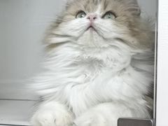 -十月米努特矮脚猫舍