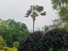 -中国科学院西双版纳热带植物园