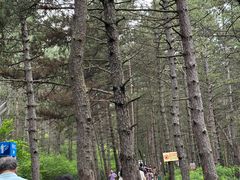 -帽儿山国家森林公园