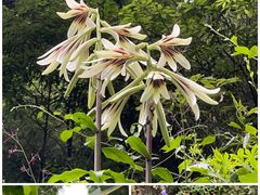 -西岭雪山大飞水景区