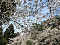 -武汉大学-樱园