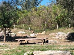 -北京野生动物园