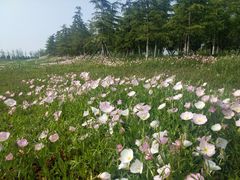 -滆湖低碳生态公园