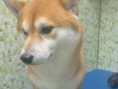 -瑞鹏宠物医院·微创内窥镜·骨外科·牙科(翠竹分院)