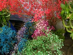 -秦美花卉(天朗·莱茵小城2期店)